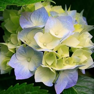 Meet your Posher, Marieclaire